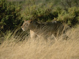 An African Lioness in a Landscape of Dry Grass and Shrubs Photographic Print