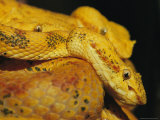 Bocaraca Eyelash Vipers Photographic Print