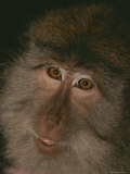 A Close View of the Face of a Long-Tailed Macaque Photographic Print