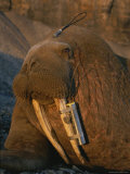 A Walrus Tagged with a Satellite Transmitter and Vhf Transmitter Photographic Print