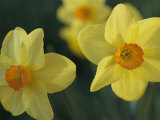 Spring flowers, daffodils, early April, Massachusetts Stampa fotografica Spring flowers, daffodils, early April, Massachusetts Stampa fotografica