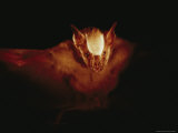 A Leaf-Nosed Bat Illuminated by a Cameras Flash Photographic Print