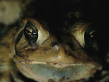 A Close up of an American Toad, Bufo Americanus Americanus Photographic Print by Stephen Alvarez