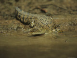 A Saltwater Crocodile, Crocodylus Porosus, Slips into the River Photographic Print by Tim Laman