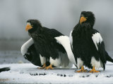 A Pair of Stellers Sea Eagles Standing on Icy Ground Photographic Print by Klaus Nigge