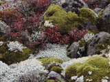 View of Boulders Covered with Moss and Lichen Photographie