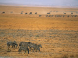 Grazing Zebras and Wildebeest on the Serengeti Plain Photographie