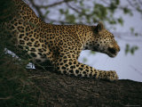Male Leopard Sharpens his Claws on a Tree Trunk Photographic Print