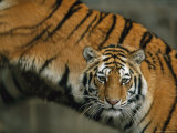 A Pair of Siberian Tigers Rest Together in an Enclosure Photographic Print by Joel Sartore