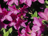 Bee Gathers Pollen from a Beautiful Colorful Azalea Bush Photographic Print