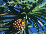 Hawaiian Pandanus with Fruit Photographic Print