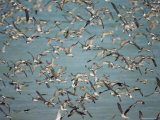 A Flock of Sandpipers and Godwits Fly over the Ocean Near Broome Photographic Print
