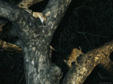 Leopard Cub in a Tree with the Carcass of a Duiker Photographic Print