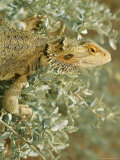 A Lizard Climbing About a Bush Photographic Print by Medford Taylor