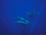 A Pod of Melon-Headed Whales Swimming Underwater Photographic Print