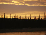 Spruce Trees are Silhouetted by the Sunset Near the Mackenzie River Photographic Print by Raymond Gehman