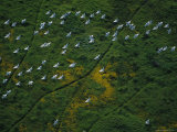 An Aerial View of a Flock of Ross Geese in Flight Photographic Print