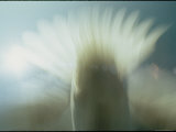 A Blurred Detail of a Bird in Flight Fotografisk tryk af Paul Chesley A Blurred Detail of a Bird in Flight Fotografisk tryk af Paul Chesley
