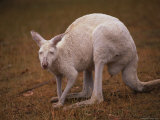 An Albino Kangaroo Photographic Print by Medford Taylor