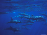A Pod of Melon-Headed Whales Swimming Underwater Photographic Print