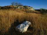 Photograph of a fossil, cast in plaster, near where it was unearthed Lámina fotográfica Photograph of a fossil, cast in plaster, near where it was unearthed Lámina fotográfica