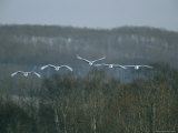 A Flock of Japanese or Red-Crowned Cranes in Flight Photographic Print