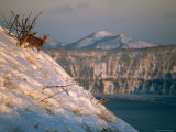 A Sika Deer on a Snowy Hillside Above Lake Mashu, a Caldera Lake Photographic Print by Tim Laman