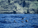 A Pod of Melon-Headed Whales off the Coast of Nuku Hiva Island Photographic Print