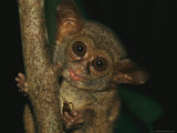 A Tarsier Eating an Insect in a Tree Photographic Print by Tim Laman