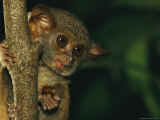 A tarsier eating an insect in a tree. Stampa fotografica A tarsier eating an insect in a tree. Stampa fotografica