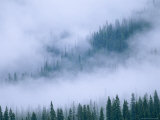Spruce trees peek through the fog in Yoho National Park Lámina fotográfica Spruce trees peek through the fog in Yoho National Park Lámina fotográfica