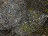 Close View of Delicate Pacific Madrone Leaf Skeletons Photographie