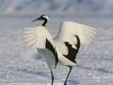 A Japanese or Red Crowned Crane Spreads its Wings in a Dance Display Photographic Print