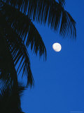 Palm Tree Silhouetted against the Sky at Moonset Photographie