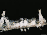 Juvenile White Helmet Shrikes Roosting on a Branch Photographie par Kim Wolhuter