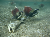 Tired, Tattered and Dying Salmon after the Spawning Migration Photographic Print
