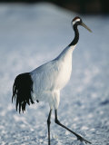 A Japanese or Red Crowned Crane at Akan Crane Sanctuary Photographic Print