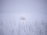 View of Arctic Fox (Alopex Lagopus) in its Winter Pelt Curled up in the Snow Photographic Print