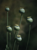 Poppies growing in the Sierra Madre Occidental Mountains Lámina fotográfica