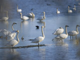 Tundra Swans Feed on a Pond in the Mackenzie River Delta Photographic Print