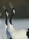 A Pair of Japanese or Red Crowned Cranes Give a Mating Call, Japanese Cranes Mate for Life Photographic Print