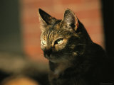 A Portrait of a Pet Tabby Cat Photographic Print by Medford Taylor