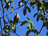 A White-Capped Fruit Dove Perched on a Tree Branch Photographic Print