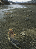 Dead and Decaying Salmon on a Shore after the Mating Migration Photographic Print