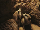 Two Meerkats Look out from the Security of Their Underground Burrow Fotoprint van Mattias Klum Two Meerkats Look out from the Security of Their Underground Burrow Fotoprint van Mattias Klum