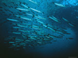 A School of Barracuda and Another Smaller Fish in a Blue Sea Photographic Print by Wolcott Henry