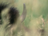 Detail of the Horn and Top of a Bisons Head Photographic Print