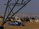 A Family Enjoys a Picnic Behind Their Car as a Camel Herd Passes By Photographic Print