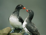 A Pair of Parakeet Auklets in Breeding Plumage Photographic Print