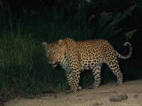 Male Leopard on Patrol at Night Photographic Print by Kim Wolhuter